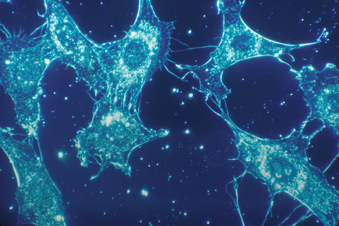Schéma des mécanismes biologiques de récupération musculaire
